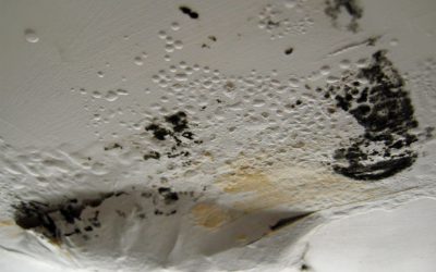 Trust a Mold Damage Public Adjuster!