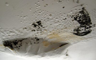 Where Can I Find the Best Public Adjuster in Hollywood for Mold Damage Claims?